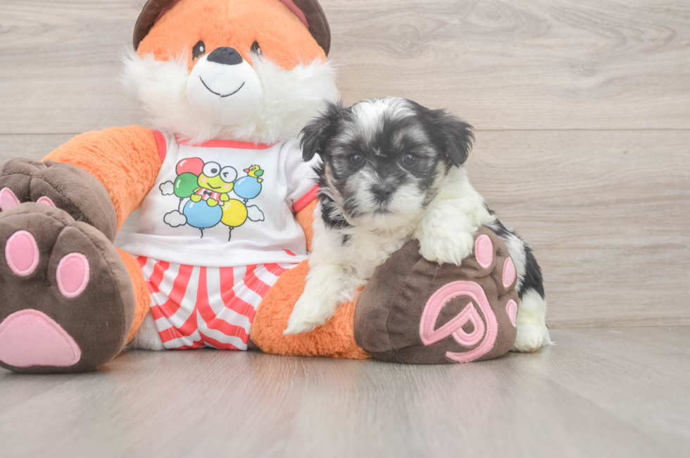 5 week old Teddy Bear Puppy For Sale - Simply Southern Pups