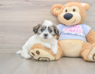 7 week old Teddy Bear Puppy For Sale - Simply Southern Pups