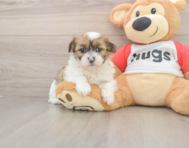 7 week old Teddy Bear Puppy For Sale - Simply Southern Pups