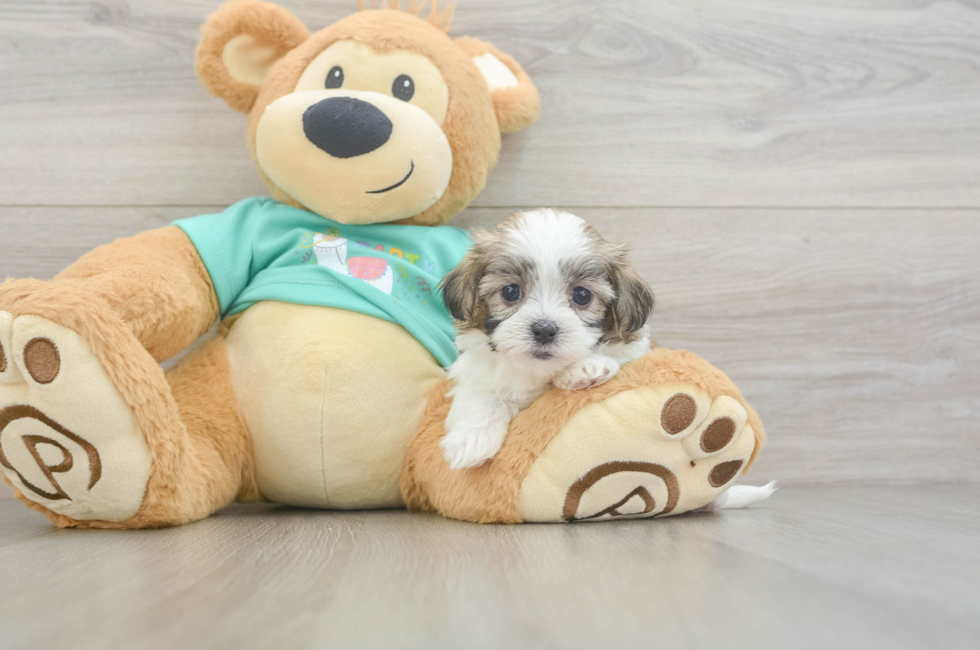5 week old Teddy Bear Puppy For Sale - Simply Southern Pups