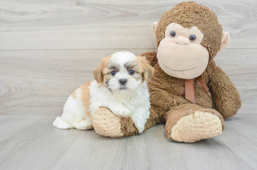 7 week old Teddy Bear Puppy For Sale - Simply Southern Pups