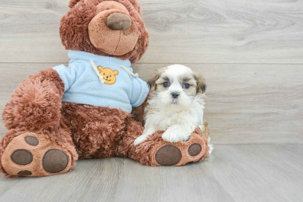 Teddy Bear Puppy for Adoption