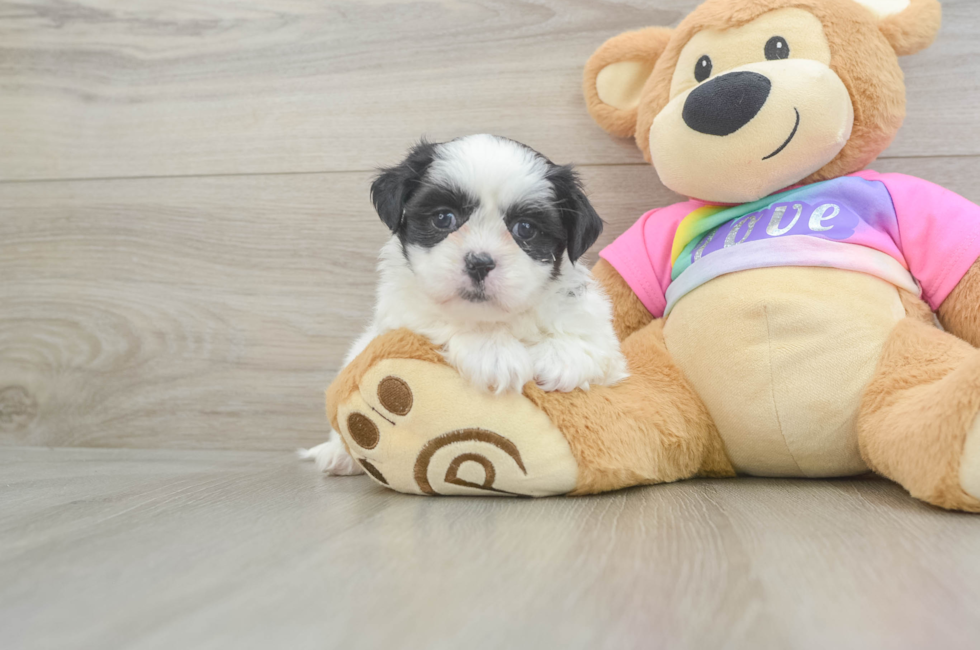 5 week old Teddy Bear Puppy For Sale - Simply Southern Pups