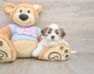 7 week old Teddy Bear Puppy For Sale - Simply Southern Pups