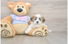 Teddy Bear Pup Being Cute