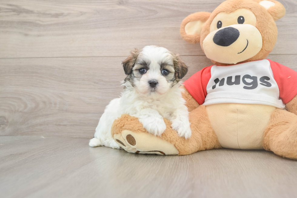 Teddy Bear Pup Being Cute