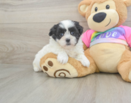 7 week old Teddy Bear Puppy For Sale - Simply Southern Pups
