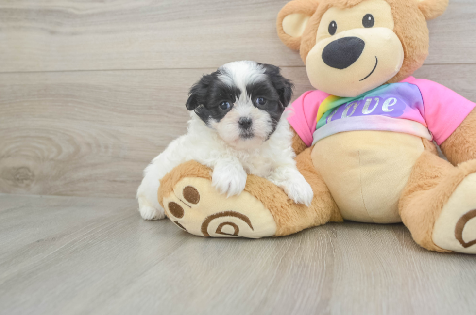 5 week old Teddy Bear Puppy For Sale - Simply Southern Pups