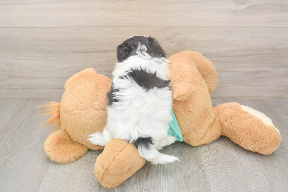 Teddy Bear Puppy for Adoption