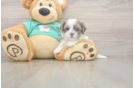 Popular Teddy Bear Designer Pup