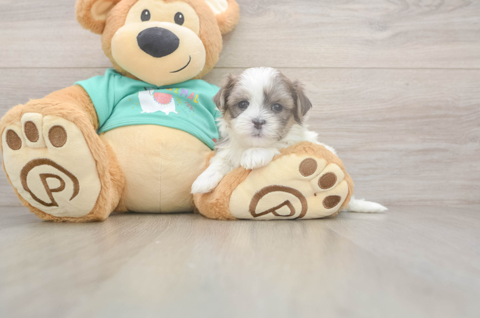 5 week old Teddy Bear Puppy For Sale - Simply Southern Pups
