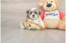 Friendly Teddy Bear Baby