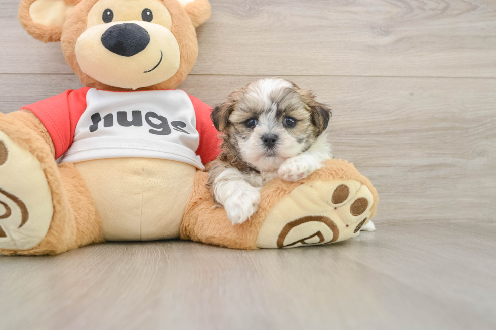 Teddy Bear Pup Being Cute