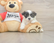 8 week old Teddy Bear Puppy For Sale - Simply Southern Pups