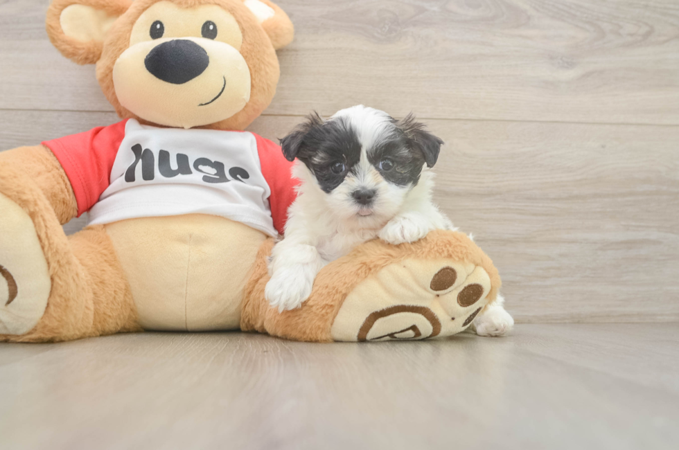 7 week old Teddy Bear Puppy For Sale - Simply Southern Pups