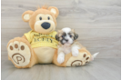 Teddy Bear Puppy for Adoption