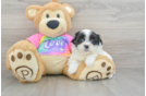 Best Teddy Bear Baby