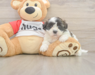 8 week old Teddy Bear Puppy For Sale - Simply Southern Pups