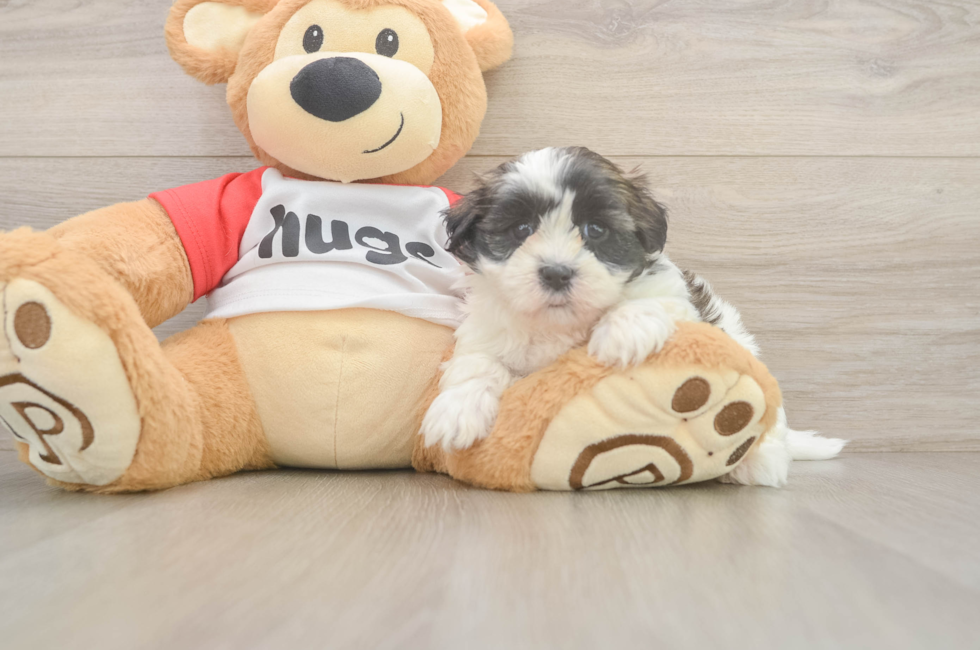 7 week old Teddy Bear Puppy For Sale - Simply Southern Pups
