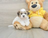 7 week old Teddy Bear Puppy For Sale - Simply Southern Pups