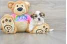 Petite Teddy Bear Designer Pup