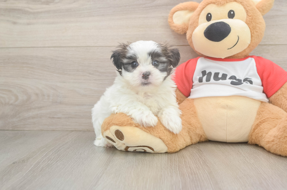 7 week old Teddy Bear Puppy For Sale - Simply Southern Pups