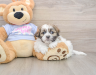 7 week old Teddy Bear Puppy For Sale - Simply Southern Pups