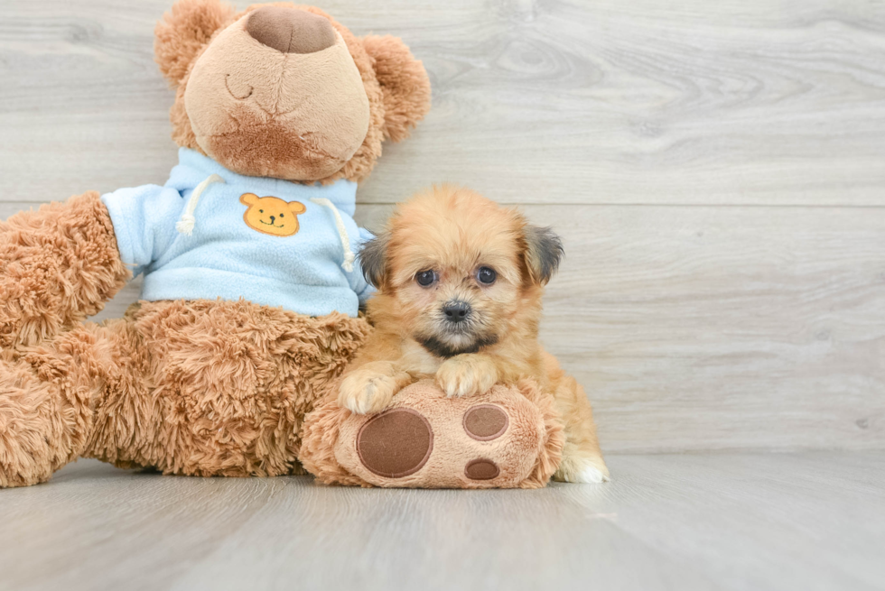 Teddy Bear Pup Being Cute