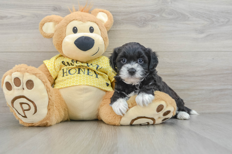 Playful Shichon Designer Puppy