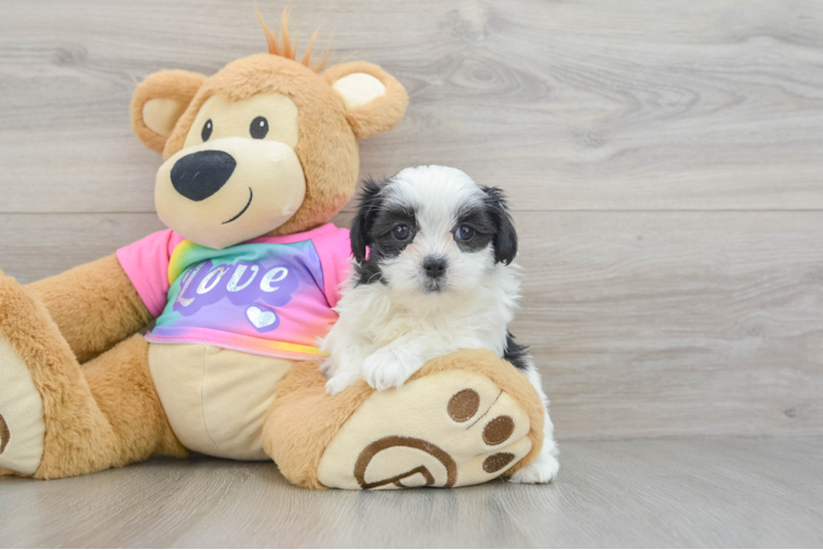 Happy Teddy Bear Baby