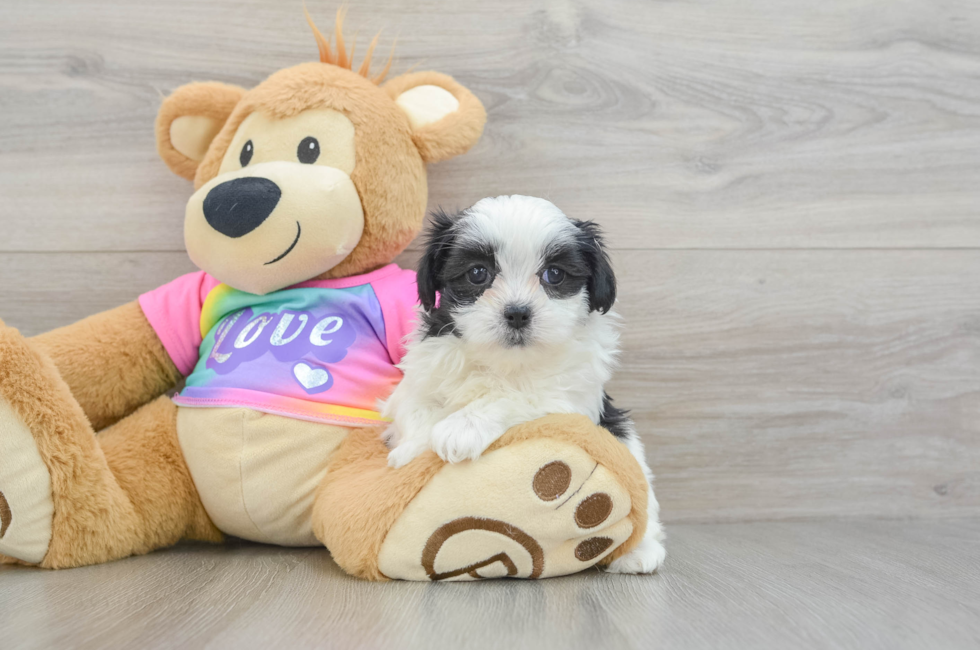 6 week old Teddy Bear Puppy For Sale - Simply Southern Pups