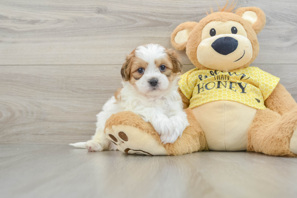 Teddy Bear Puppy for Adoption