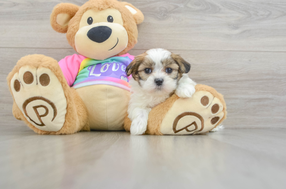 6 week old Teddy Bear Puppy For Sale - Simply Southern Pups