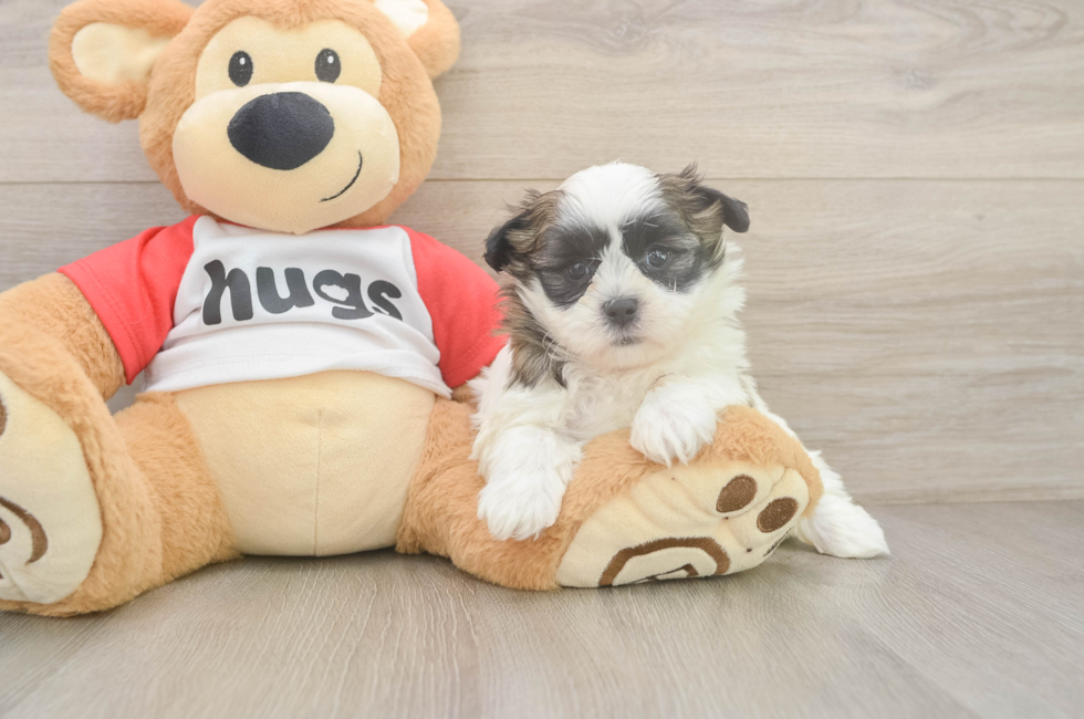 9 week old Teddy Bear Puppy For Sale - Simply Southern Pups