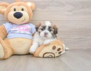 7 week old Teddy Bear Puppy For Sale - Simply Southern Pups