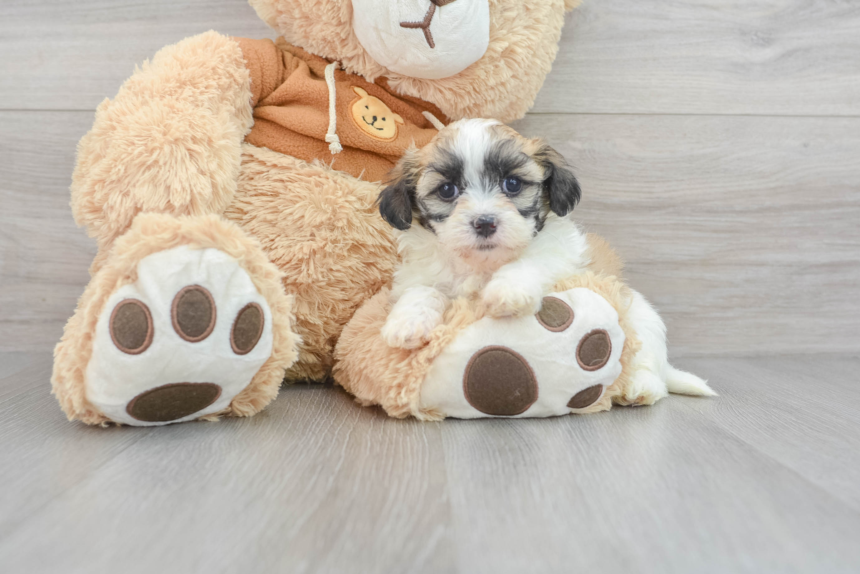 Toy teddy bear shop puppies for sale