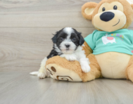 5 week old Teddy Bear Puppy For Sale - Simply Southern Pups