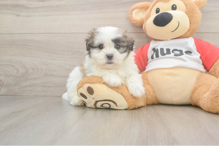 Petite Teddy Bear Designer Pup