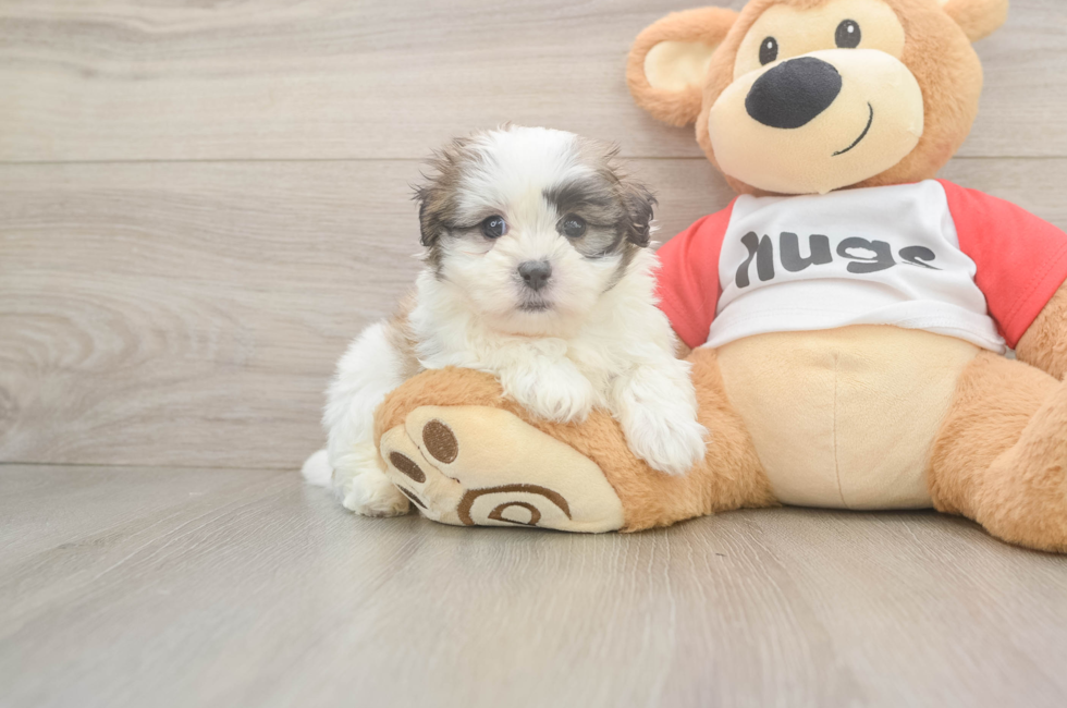 7 week old Teddy Bear Puppy For Sale - Simply Southern Pups