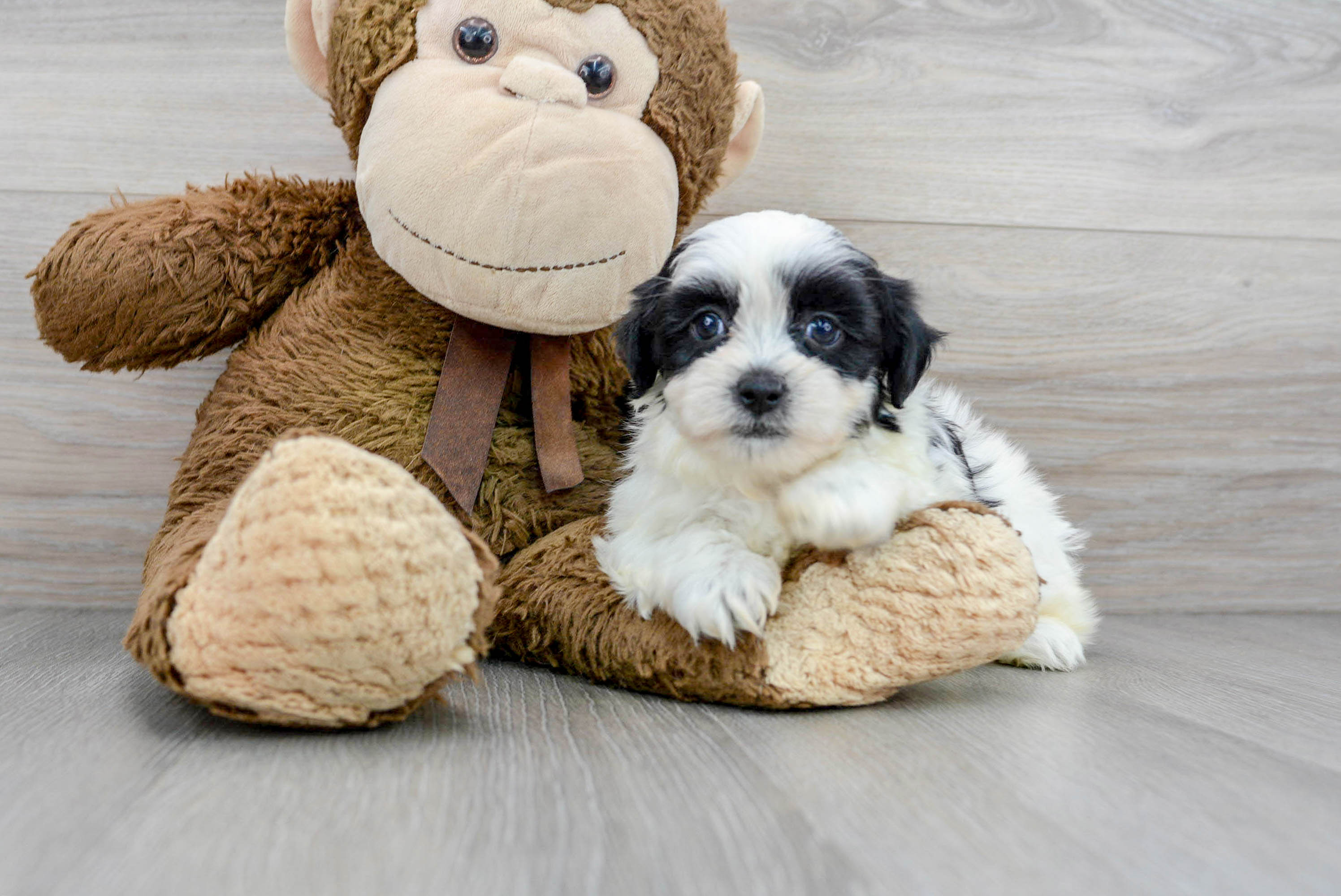 designer dog teddy bear