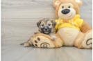 Teddy Bear Puppy for Adoption