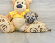 7 week old Teddy Bear Puppy For Sale - Simply Southern Pups