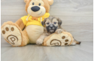 Funny Teddy Bear Designer Pup