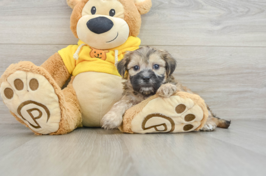 Funny Teddy Bear Designer Pup