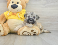 7 week old Teddy Bear Puppy For Sale - Simply Southern Pups