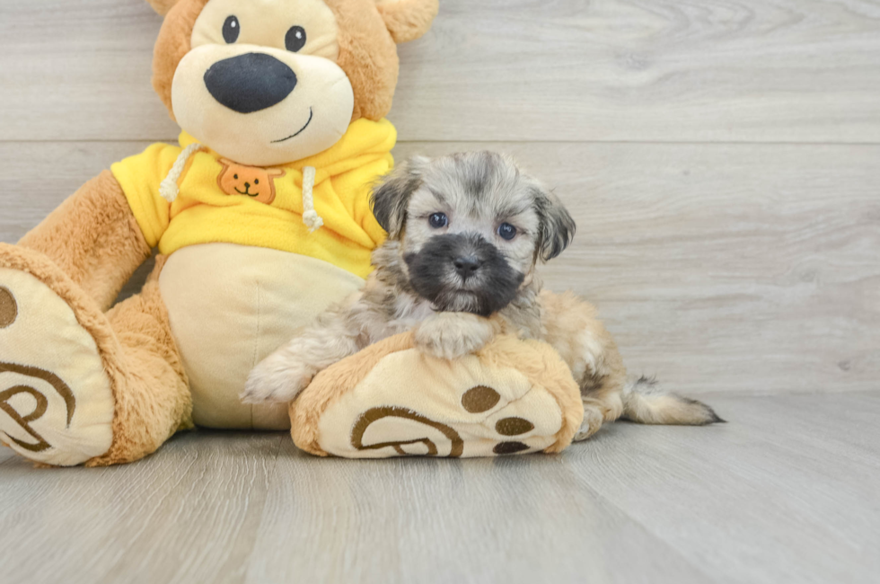 7 week old Teddy Bear Puppy For Sale - Simply Southern Pups