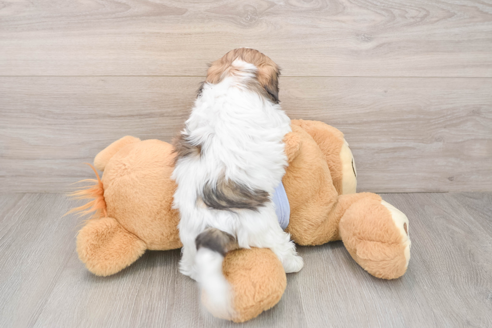 Teddy Bear Pup Being Cute