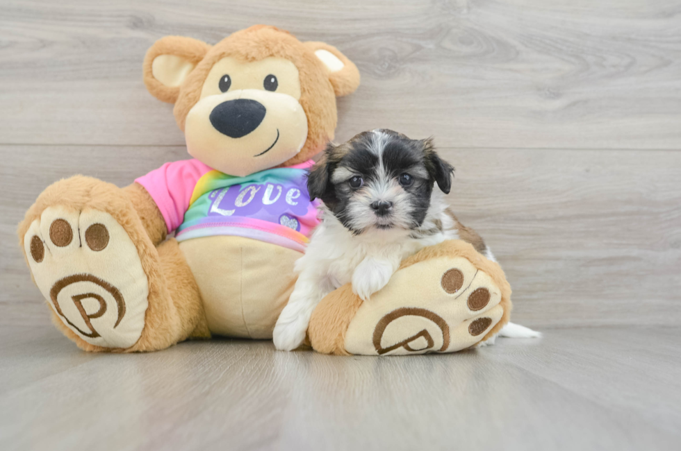 6 week old Teddy Bear Puppy For Sale - Simply Southern Pups