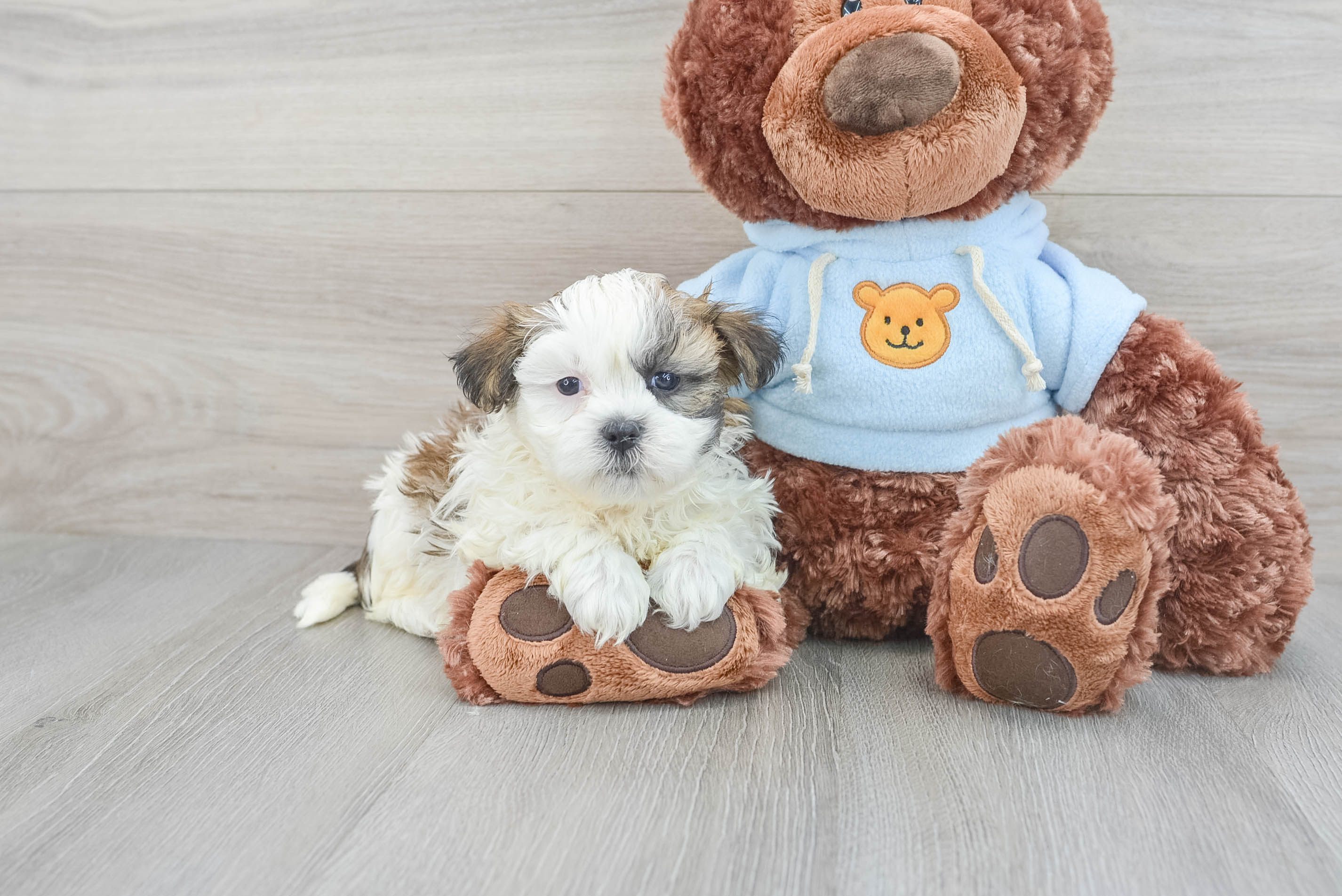 Greenfield puppies teddy bear online