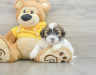 8 week old Teddy Bear Puppy For Sale - Simply Southern Pups